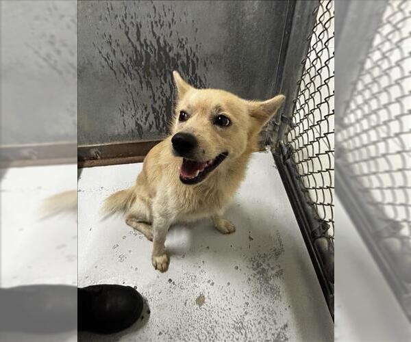 Medium Photo #1 Finnish Spitz-Unknown Mix Puppy For Sale in Conroe, TX, USA