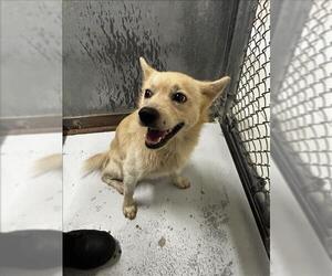 Finnish Spitz-Unknown Mix Dogs for adoption in Conroe, TX, USA
