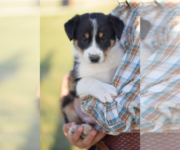 Medium Photo #1 Border Collie-English Shepherd Mix Puppy For Sale in MOORCROFT, WY, USA