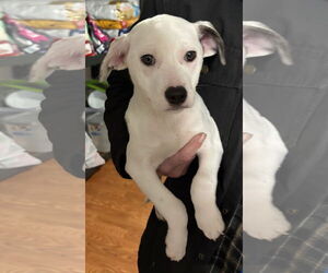 Mutt Dogs for adoption in Clarkston, MI, USA