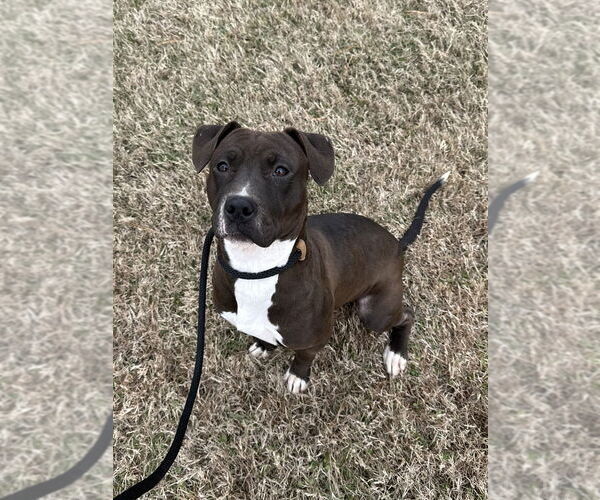 Medium Photo #2 Mutt Puppy For Sale in Evansville, IN, USA