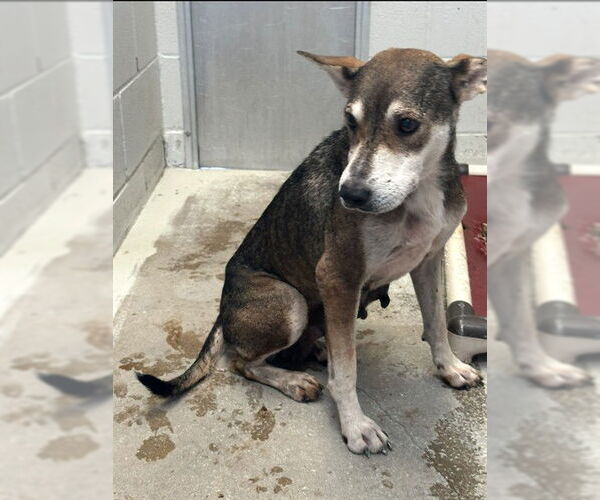 Medium Photo #1 German Shepherd Dog-Unknown Mix Puppy For Sale in Rosenberg, TX, USA