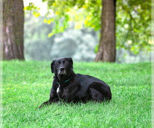 Labrador Retriever-Unknown Mix Dogs for adoption in Unionville, PA, USA