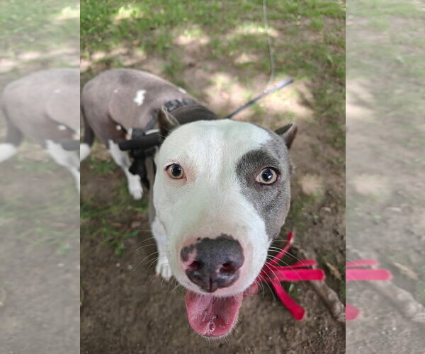 Medium Photo #1 American Pit Bull Terrier-Unknown Mix Puppy For Sale in Germantown, OH, USA