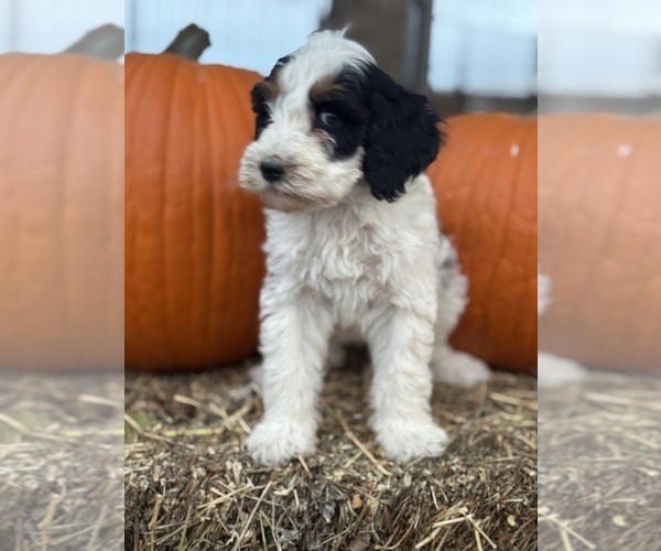 Medium Photo #8 Bernedoodle (Miniature) Puppy For Sale in LONGMONT, CO, USA