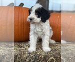 Templeton - Male Bernedoodle (Miniature) Puppy for Sale - Photo #8