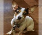 Small Chiweenie