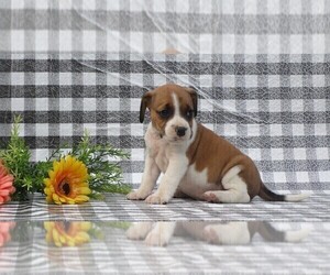 Beabull-Beagle Mix Puppy for sale in FREDERICKSBG, OH, USA