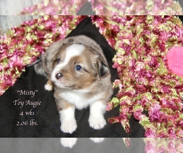 Medium Photo #19 Aussie-Corgi Puppy For Sale in LIND, WA, USA
