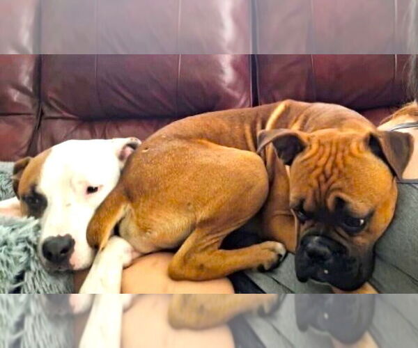 Medium Photo #6 Boxer Puppy For Sale in Austin, TX, USA