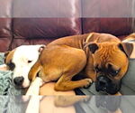 Small #5 Boxer