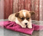 Small Photo #2 Pembroke Welsh Corgi Puppy For Sale in HAVEN, KS, USA