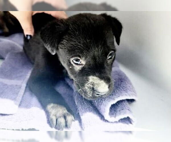 Medium Photo #1 Labrador Retriever-Unknown Mix Puppy For Sale in Houston, TX, USA