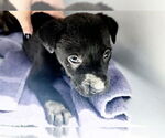 Small Labrador Retriever Mix