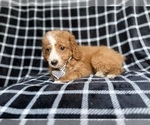 Small #7 Cockapoo (Miniature)