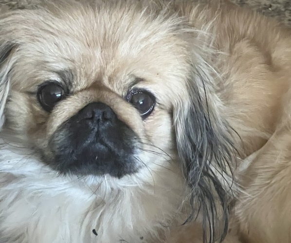 Medium Photo #1 Pekingese Puppy For Sale in CHESTERTON, IN, USA