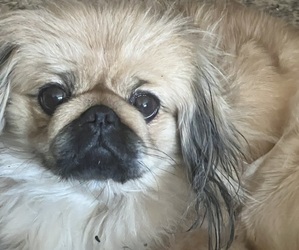 Mother of the Pekingese puppies born on 09/15/2025