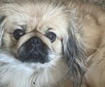 Small Photo #1 Pekingese Puppy For Sale in CHESTERTON, IN, USA
