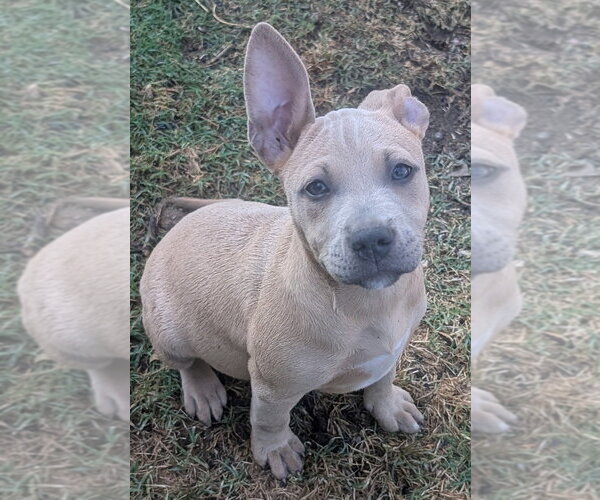Medium Photo #4 Chihuahua-Rhodesian Ridgeback Mix Puppy For Sale in San Bernardino, CA, USA