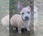 Small #3 Chihuahua-Rhodesian Ridgeback Mix