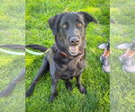 Small #1 Labrador Retriever