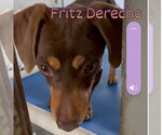 Small #15 Dachshund