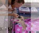 Small #3 Pug Mix