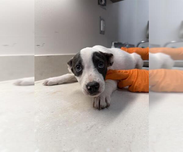 Medium Photo #1 American Pit Bull Terrier Puppy For Sale in Baytown, TX, USA