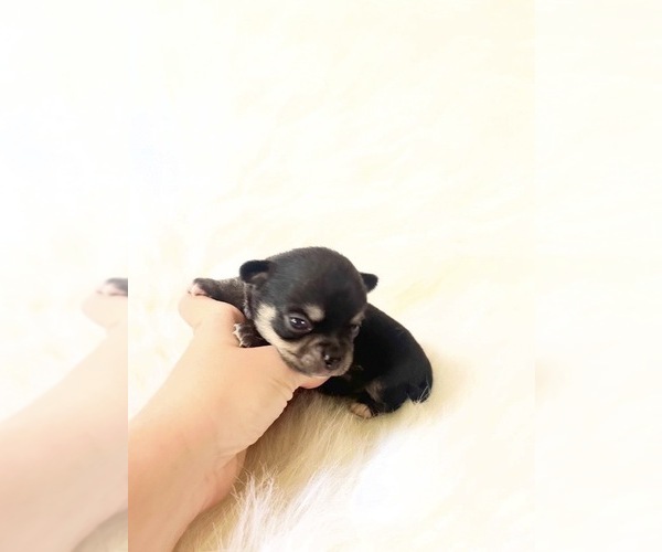 Medium Photo #2 Chihuahua Puppy For Sale in SACRAMENTO, CA, USA