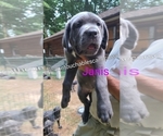 Puppy Janis Cane Corso