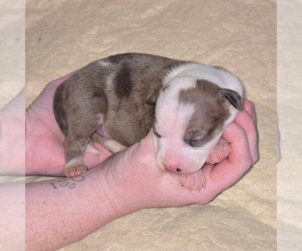 Medium Photo #2 American Pit Bull Terrier-Catahoula Leopard Dog Mix Puppy For Sale in Frankenmuth, MI, USA