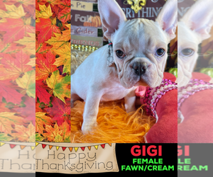 French Bulldog Puppy for sale in HEATHROW, FL, USA