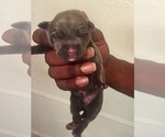 Small Photo #7 American Pit Bull Terrier Puppy For Sale in NEWARK, NJ, USA