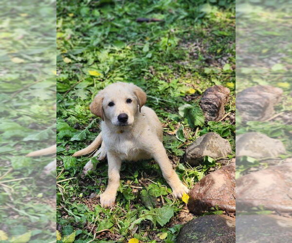 Medium Photo #1 Labrenees Puppy For Sale in New London, WI, USA