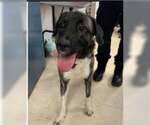 Small #2 Anatolian Shepherd-German Shepherd Dog Mix