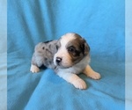 Small Aussiedoodle