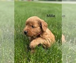 Small #13 Goldendoodle (Miniature)