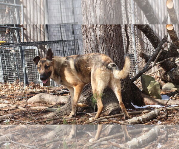 Medium Photo #25 German Shepherd Dog Puppy For Sale in Sebec, ME, USA