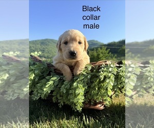 Golden Retriever Puppy for Sale in ARARAT, Virginia USA