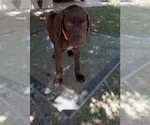 Small Photo #1 German Shorthaired Pointer Puppy For Sale in STRATHMORE, CA, USA