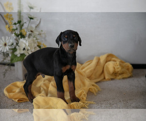 Medium Doberman Pinscher