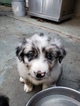 Small Photo #2 Australian Shepherd Puppy For Sale in KERRVILLE, TX, USA