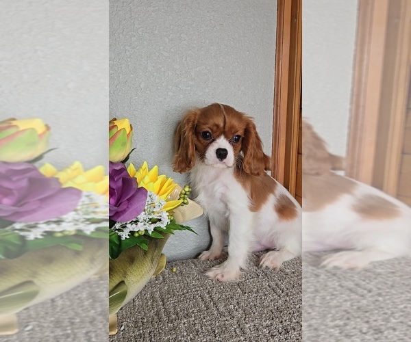 Medium Photo #5 Cavalier King Charles Spaniel Puppy For Sale in JASONVILLE, IN, USA