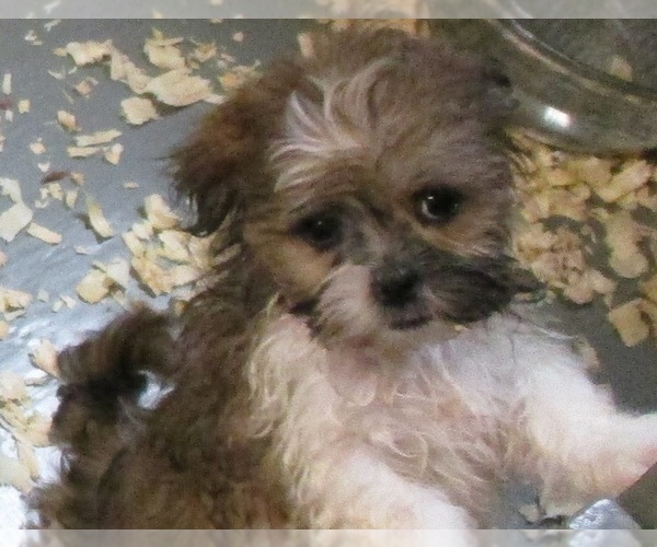 Medium Photo #23 Shih Tzu Puppy For Sale in CARROLLTON, GA, USA