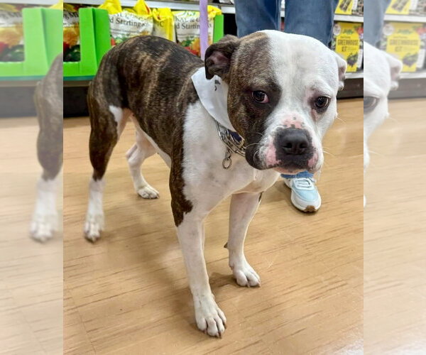 Medium Photo #13 Boxer-Unknown Mix Puppy For Sale in GILBERTS, IL, USA