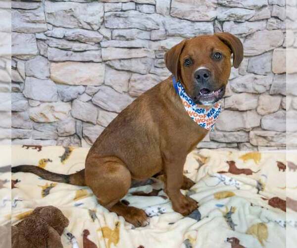 Medium Photo #6 Mastiff-Saint Bernard Mix Puppy For Sale in Kennesaw, GA, USA