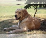 Small Photo #8 Golden Retriever Puppy For Sale in TOWNER, CO, USA