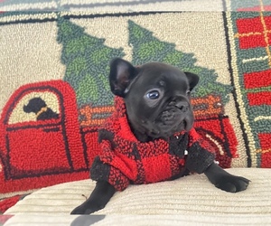 French Bulldog Dogs for adoption in MORENO VALLEY, CA, USA