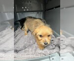 Small #4 Mutt