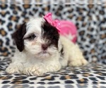 Small Photo #9 Cockapoo-Poodle (Miniature) Mix Puppy For Sale in LAKELAND, FL, USA